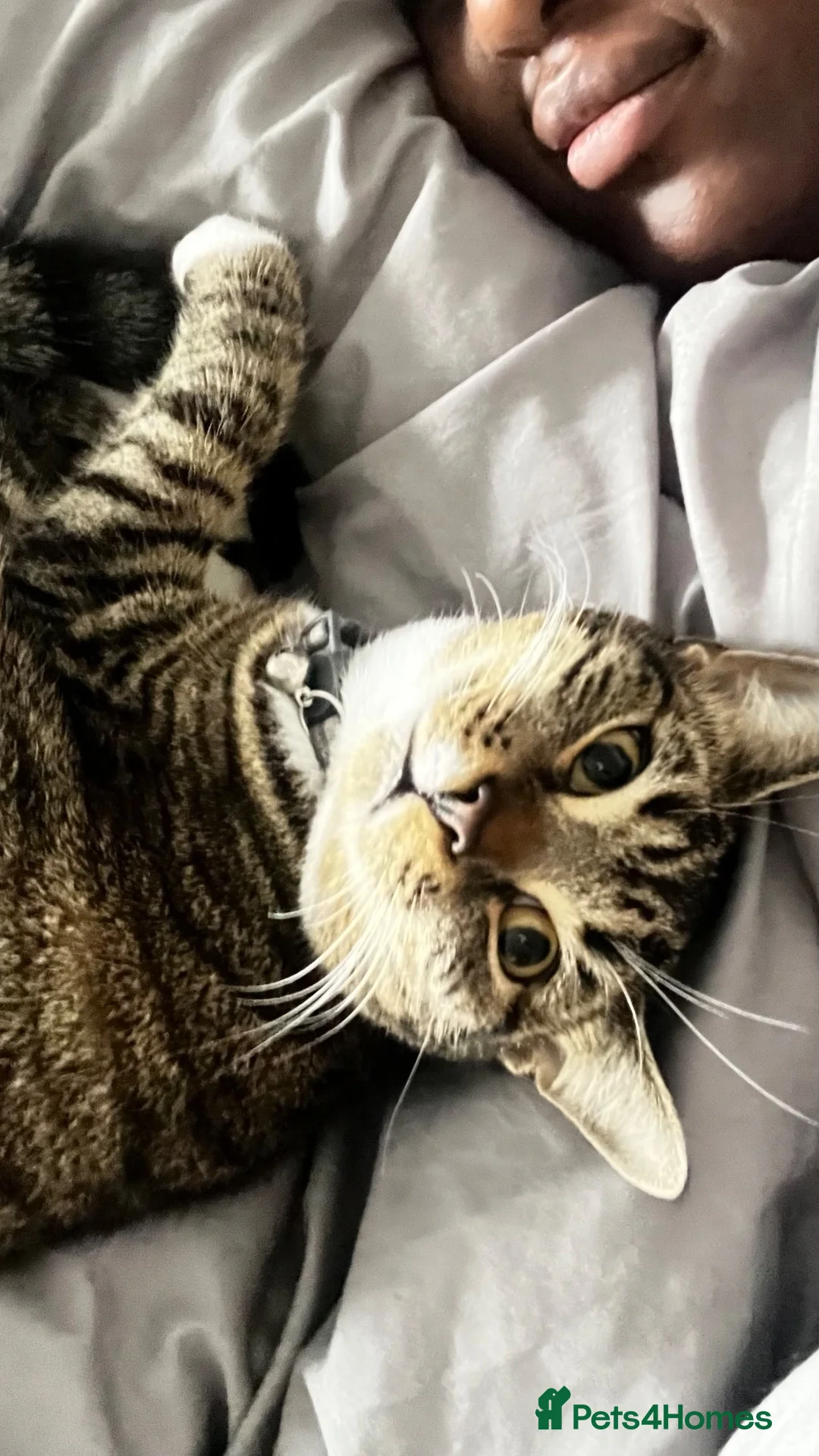 British Shorthair cats for sale: Free to a good home in West Bromwich - Advert 2