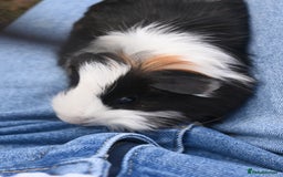 Guinea Pig rodents for sale: 2 Gorgeous Little Babies!🥰 - Image 4