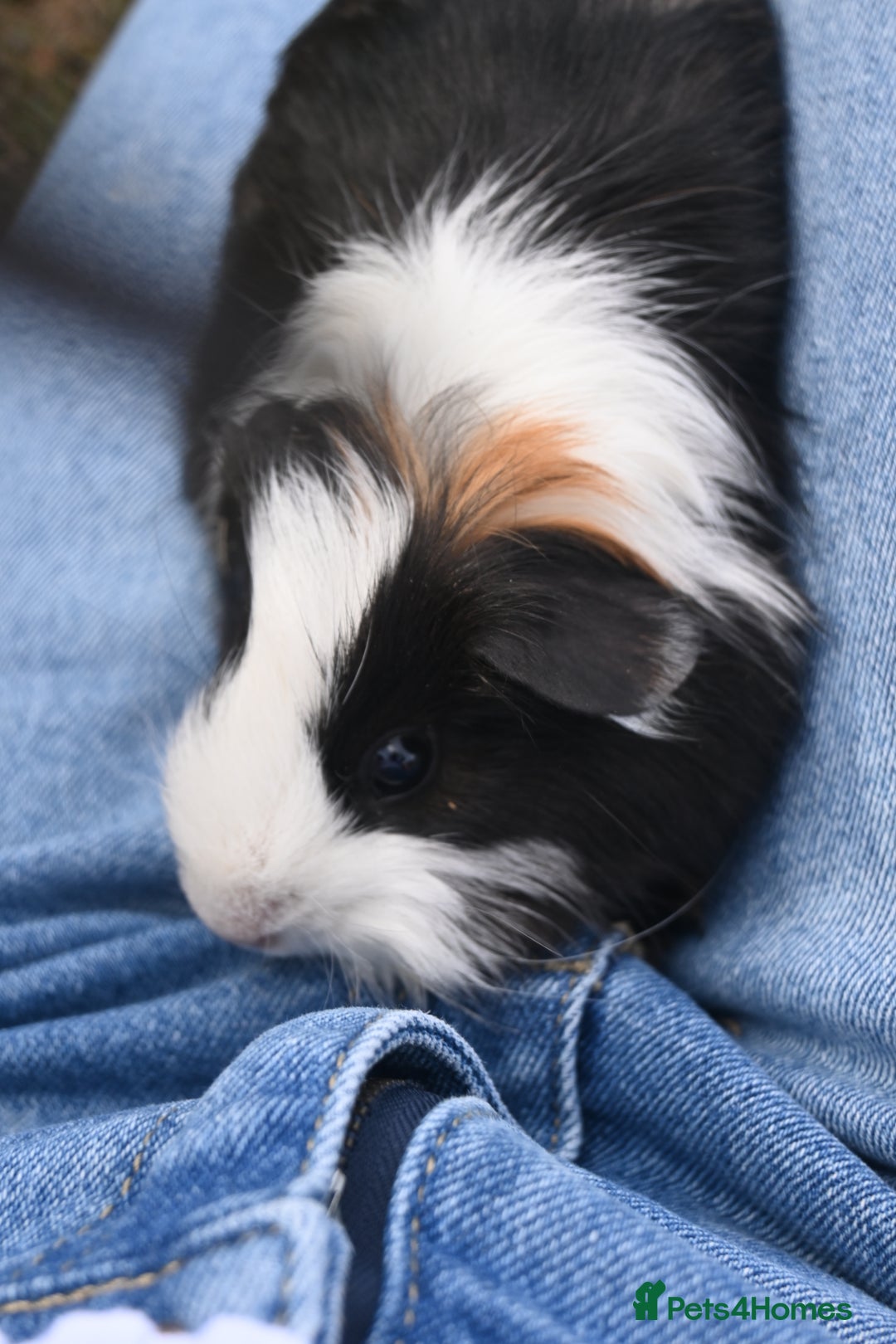 Guinea Pig rodents for sale: 2 Gorgeous Little Babies!🥰 - Image 4