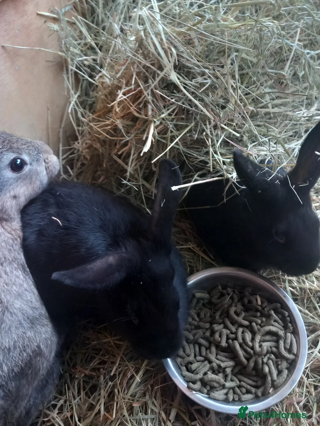 Mixed Breed rabbits for sale: Bunnies ready for there new home  - Advert 2