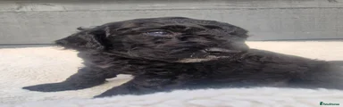 Cockapoo 1