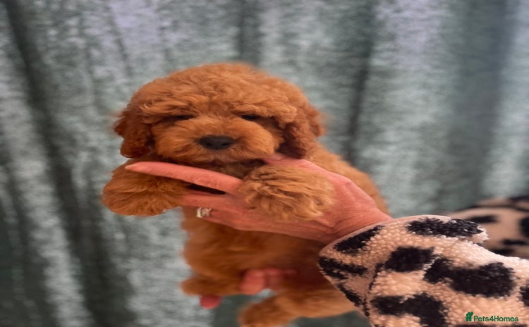 Cockapoo dogs - Advert 2