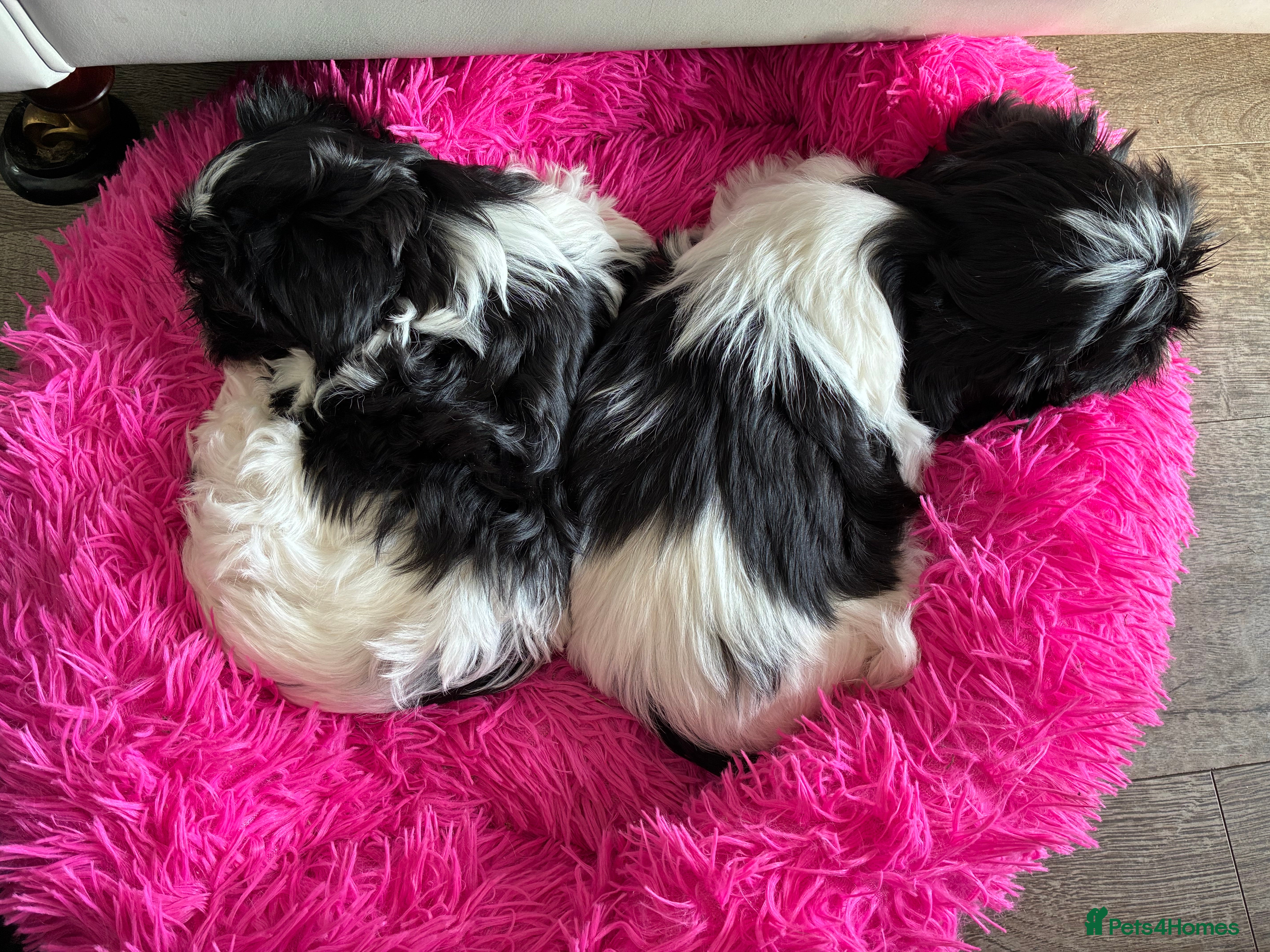 Malshi dogs Malshi pups - Advert 4