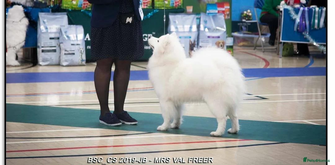 Samoyed dogs for sale: RKC Samoyed Puppies – Champion Bloodlines - Advert 15