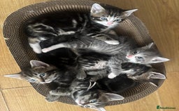 Ragcoon cats for sale: Beautiful Ragcoon Kittens - Image 2