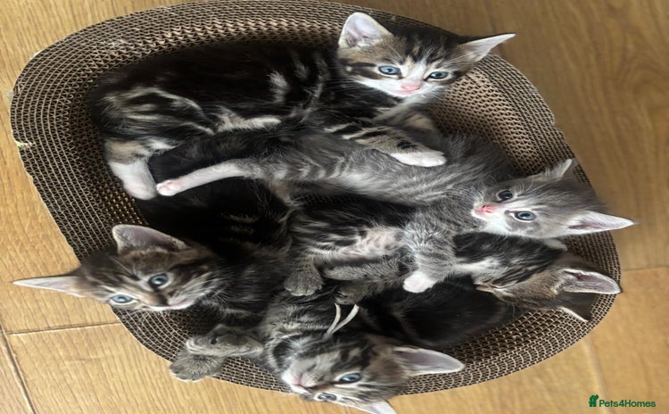 Ragcoon cats - Advert 1