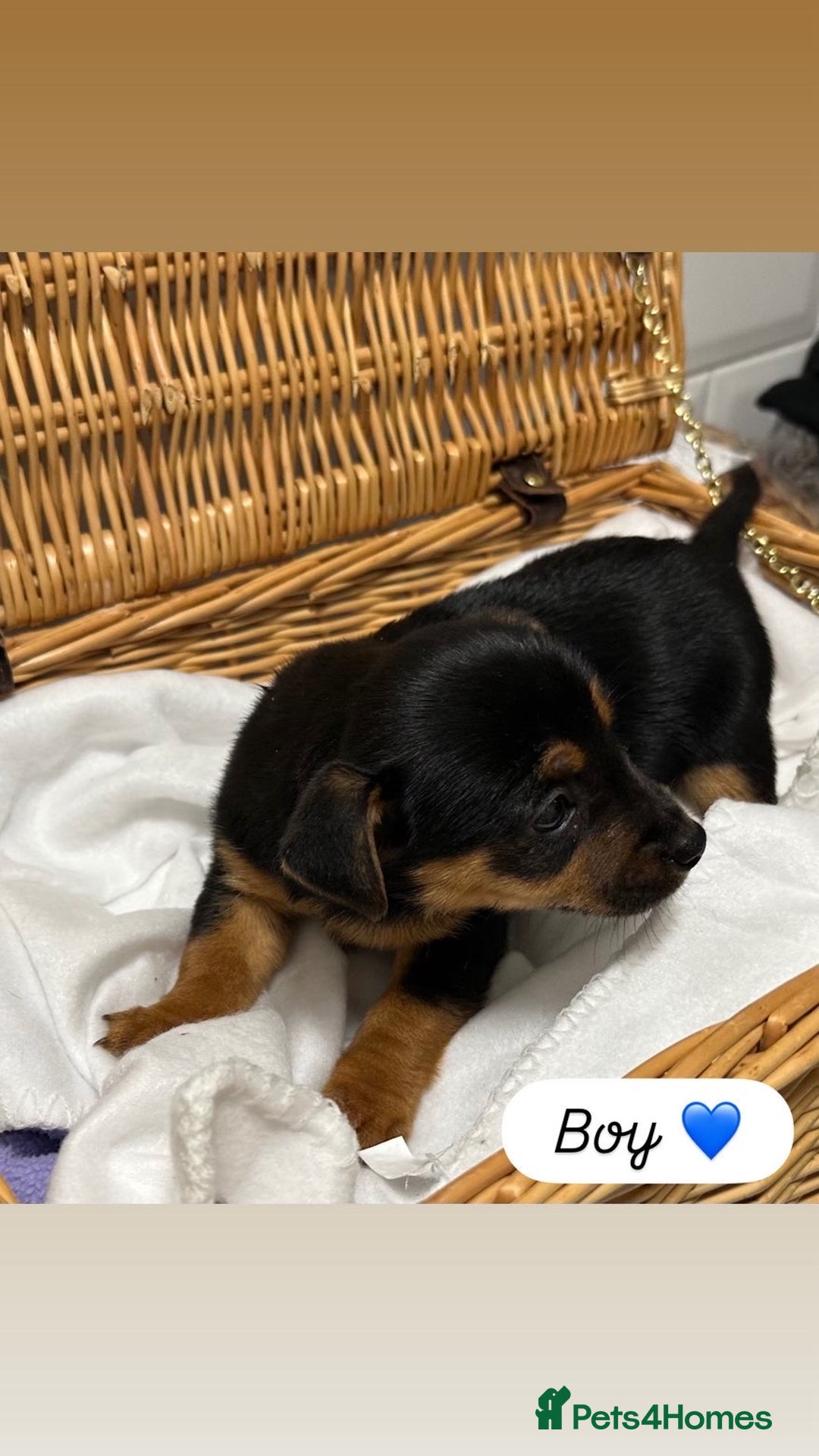 Jack Russell dogs for sale: Jack Russel Puppies  - Advert 5