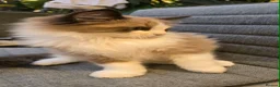 Ragdoll cats for sale: Rare European Long-Haired Ragdoll Kittens - Advert 10