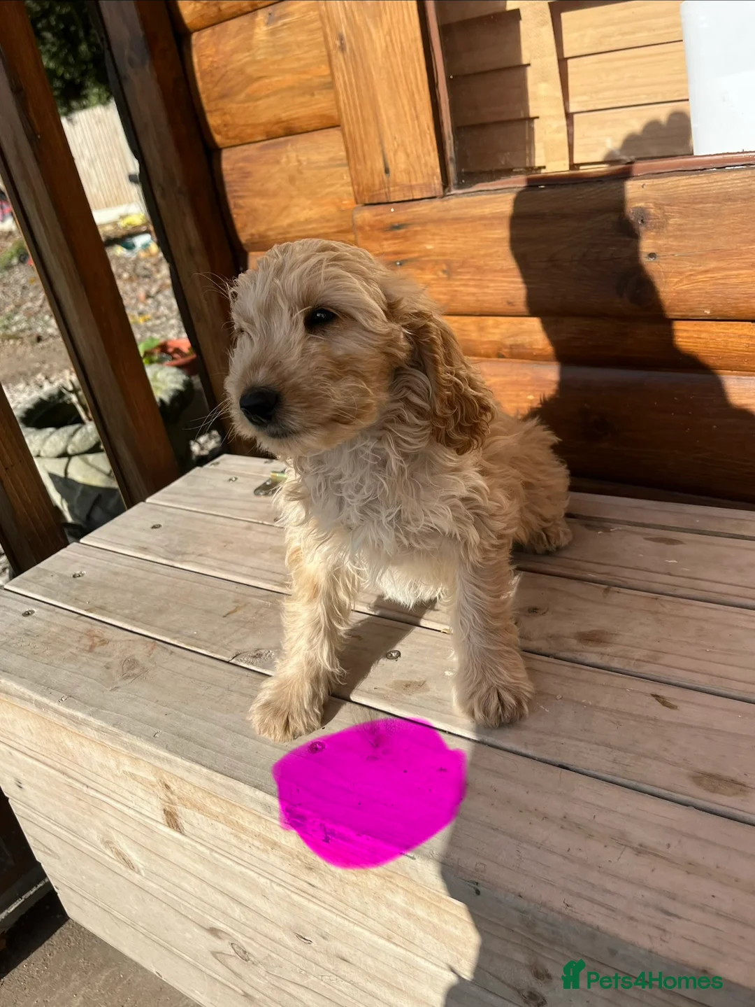 Cockapoo dogs for sale: Cockerpoo - Advert 9