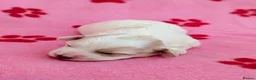 Maltipoo dogs for sale: Toy Maltipoo puppies - DNA health tested parents! - Advert 13