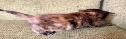 Ragdoll cats for sale: Absolute unique beauties Mink Ragdoll x BSH - Advert 17