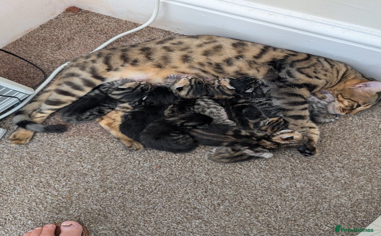 Bengal cats Bengal x - Advert 14