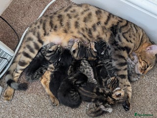 Bengal cats Bengal x - Advert 13