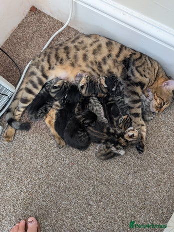 Bengal cats Bengal x - Advert 14