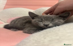 Russian Blue cats for sale: Russian Blue Boy  - Image 3