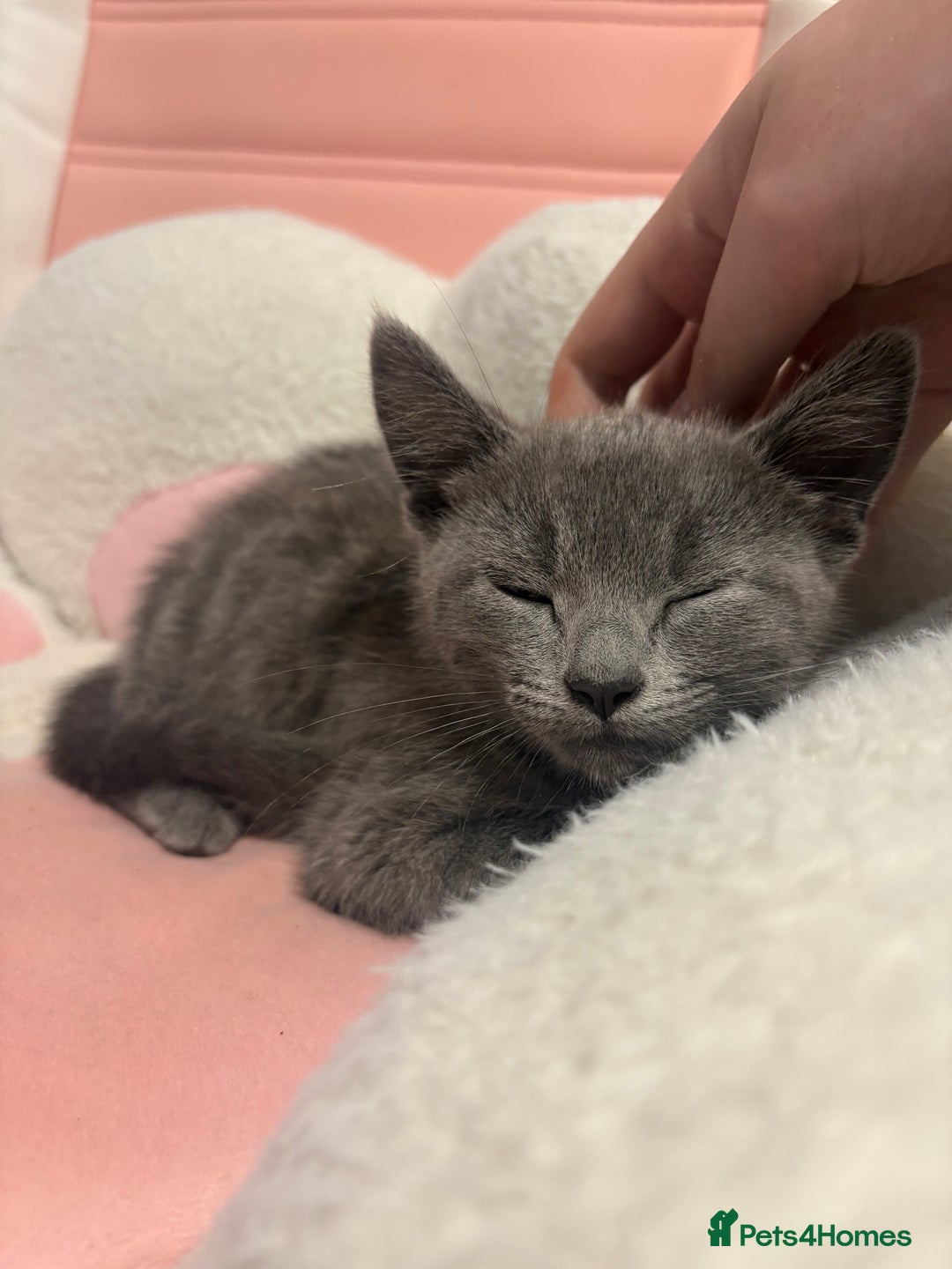 Russian Blue cats for sale: Russian Blue Boy  - Image 3