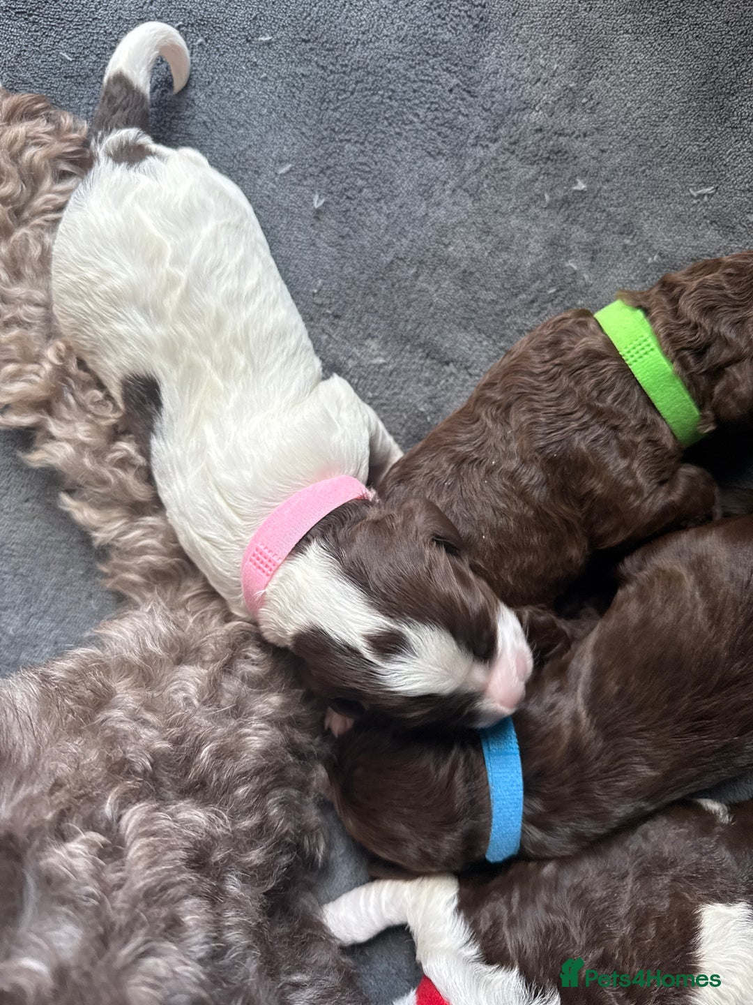 Sproodle dogs for sale:  Gorgeous F2 Sproodle Puppies – Family Raised  - Image 13