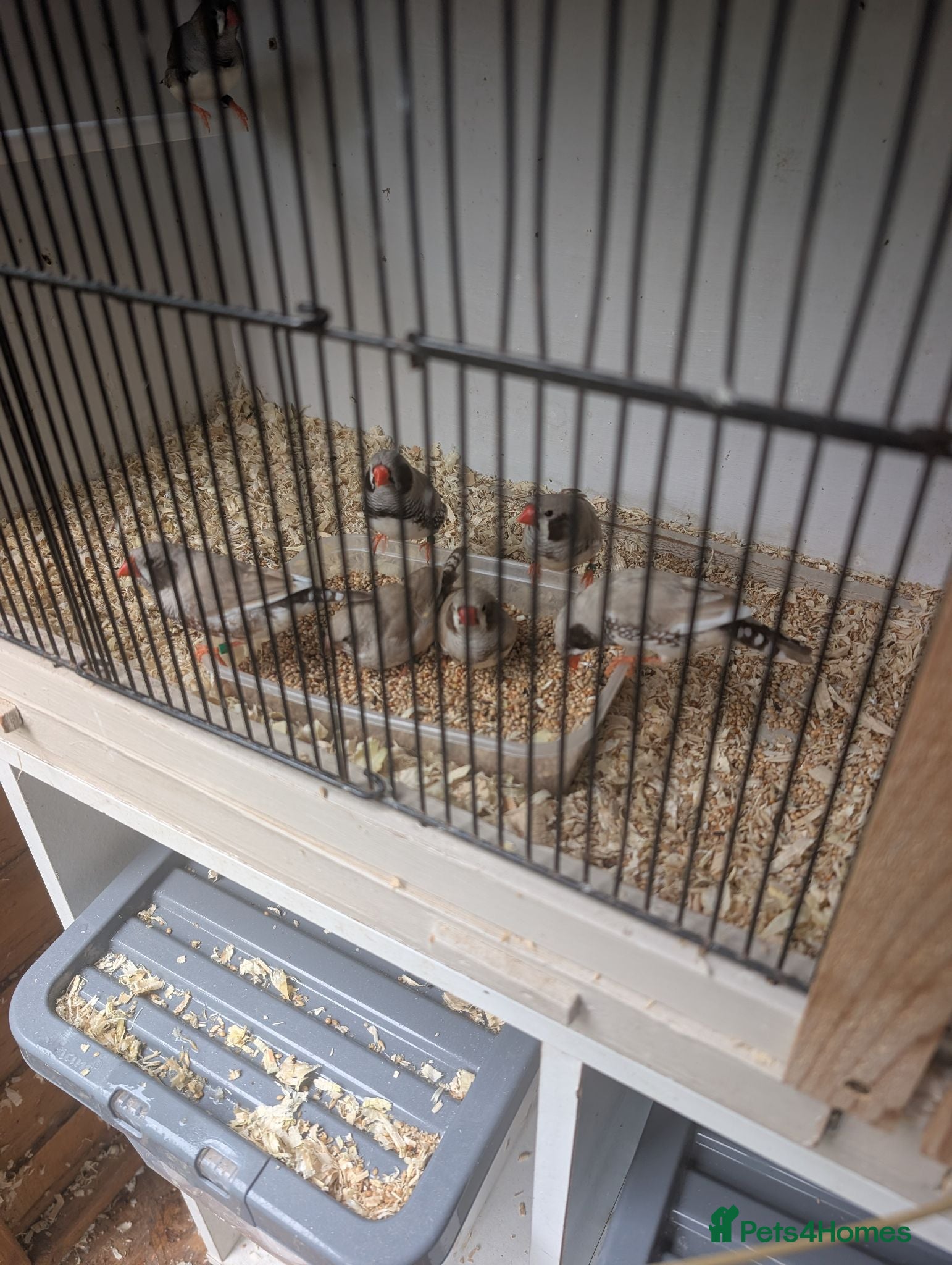 Finches birds Zebra finches, mixed colours  - Advert 4