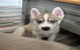 Siberian Husky dogs for sale: 8 Purebred Siberian Husky Puppies - Image 17