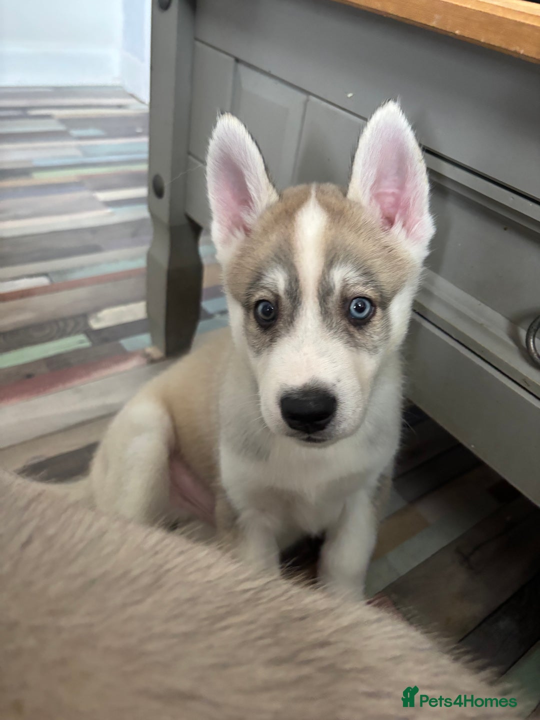 Siberian Husky dogs for sale: 8 Purebred Siberian Husky Puppies - Image 17