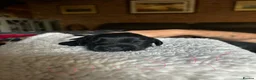 Sprocker dogs for sale: Sprocker puppies  - Advert 2