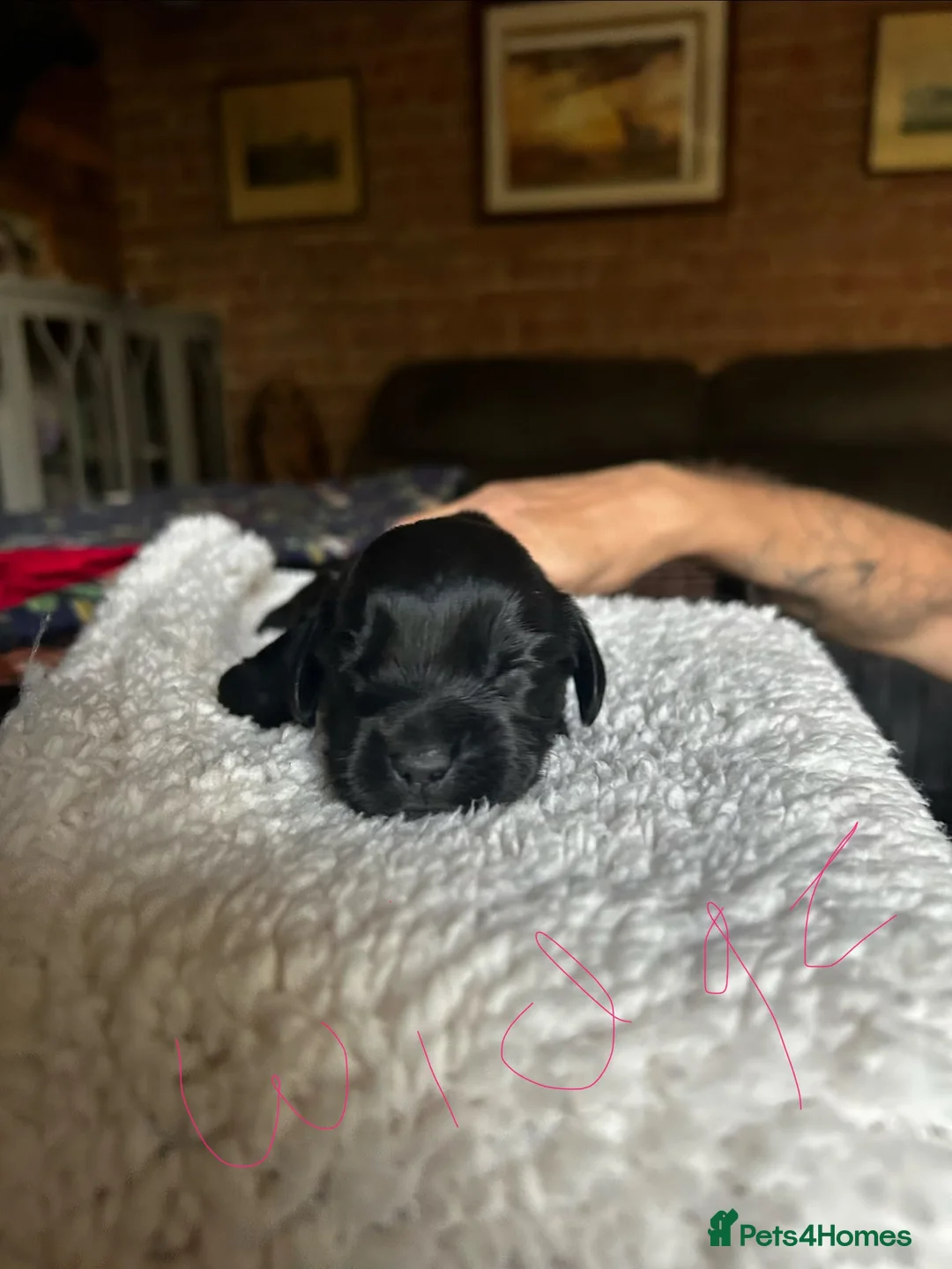 Sprocker dogs for sale: Sprocker puppies  - Advert 2