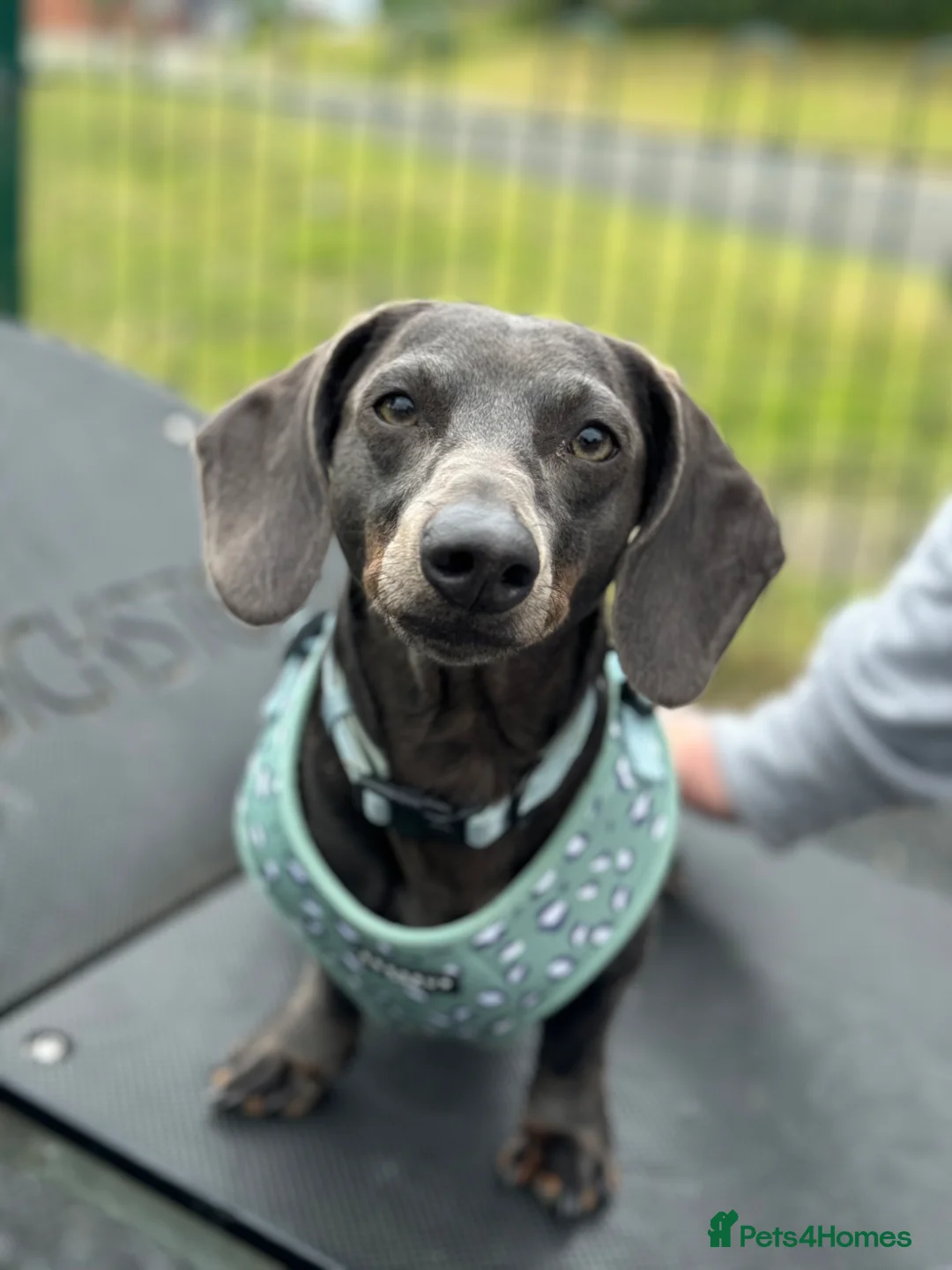 Miniature Dachshund dogs for sale: Beautiful litter for sale - Advert 22