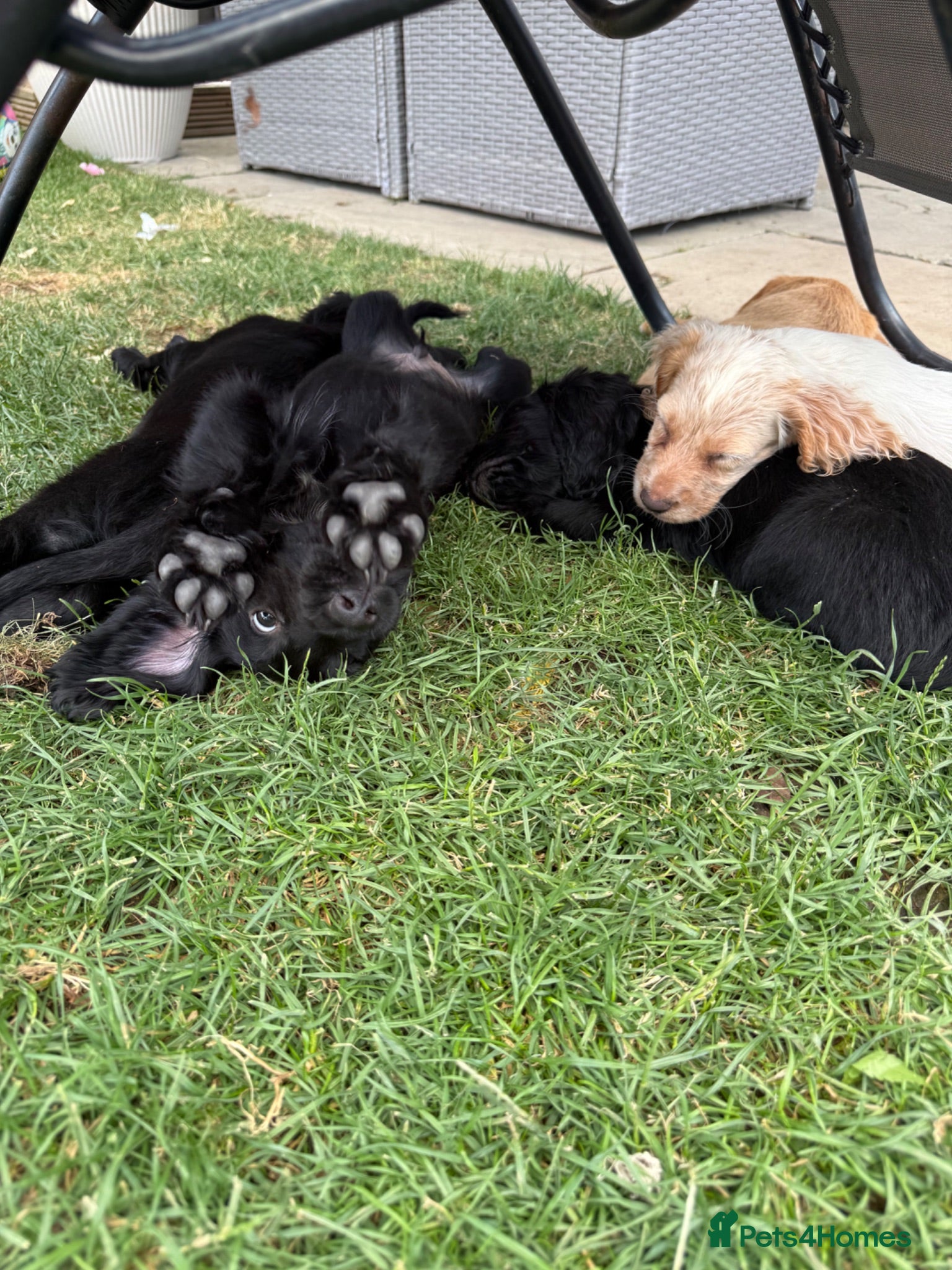 Cocker Spaniel dogs Cocker spaniel puppies  - Advert 8