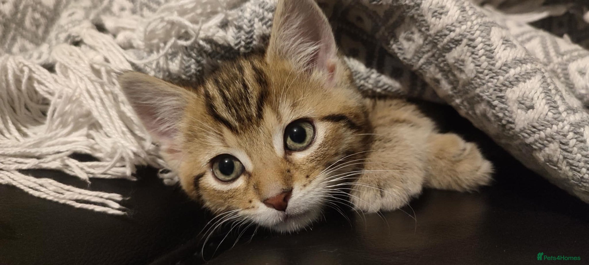 Mixed Breed cats 1 beautiful Male Tabby Kitten - Advert 4
