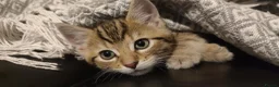Mixed Breed cats for sale: 1 beautiful Male Tabby Kitten - Advert 1