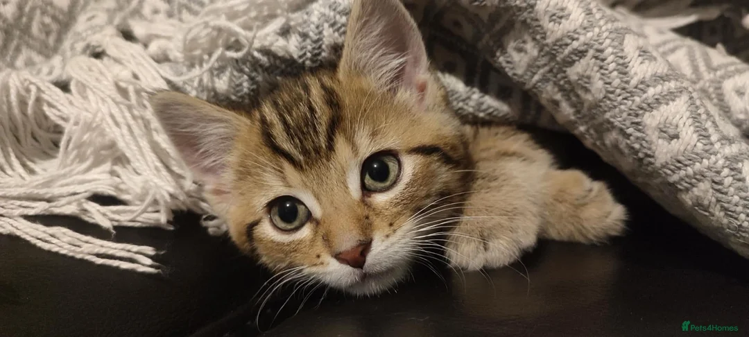 Mixed Breed cats for sale: 1 beautiful Male Tabby Kitten - Advert 1