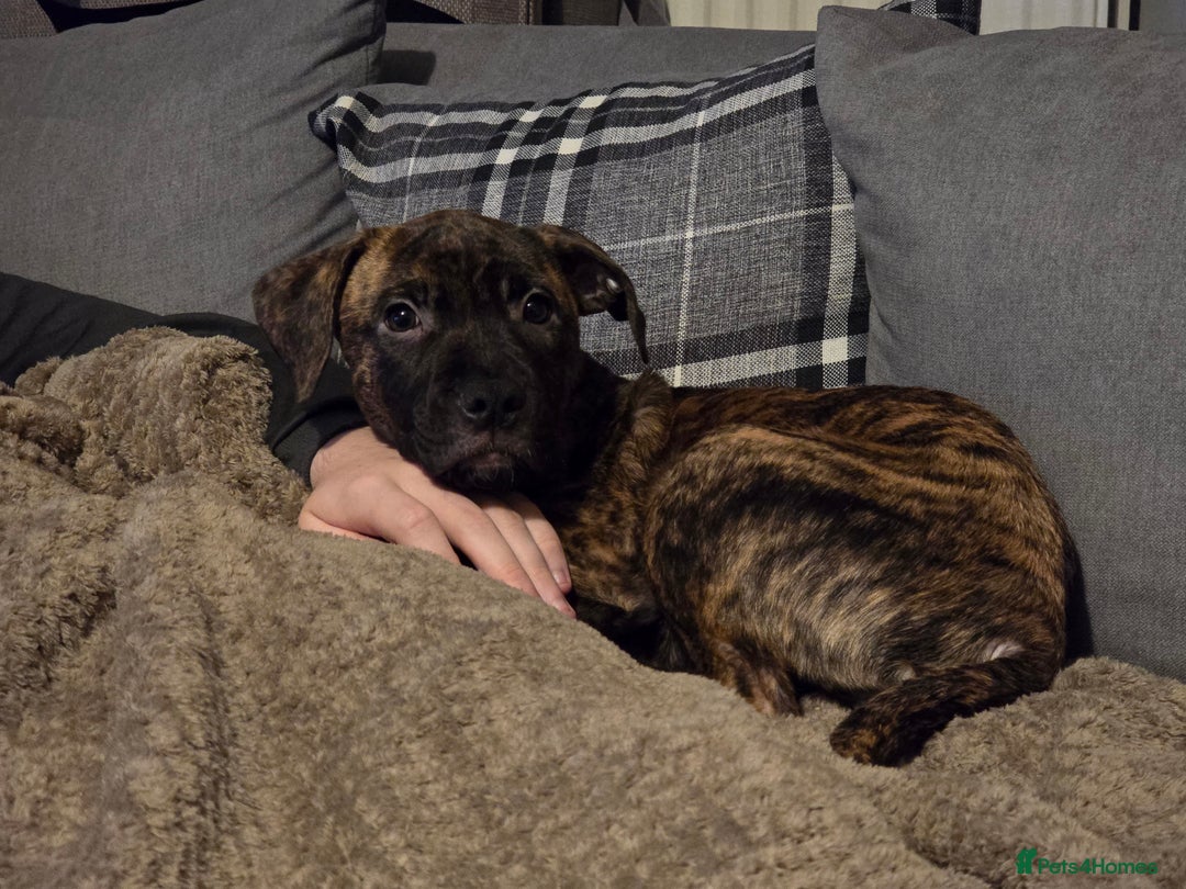 Mixed Breed dogs for sale: Staffy corso x dogue de bordeaux - Advert 4