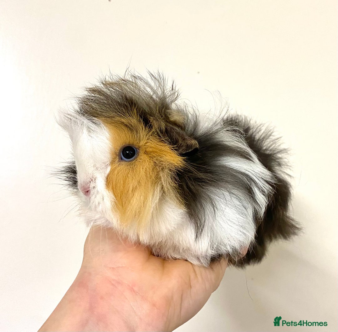 Guinea Pig rodents for sale: Long haired Guinea Pigs For Sale - Image 7
