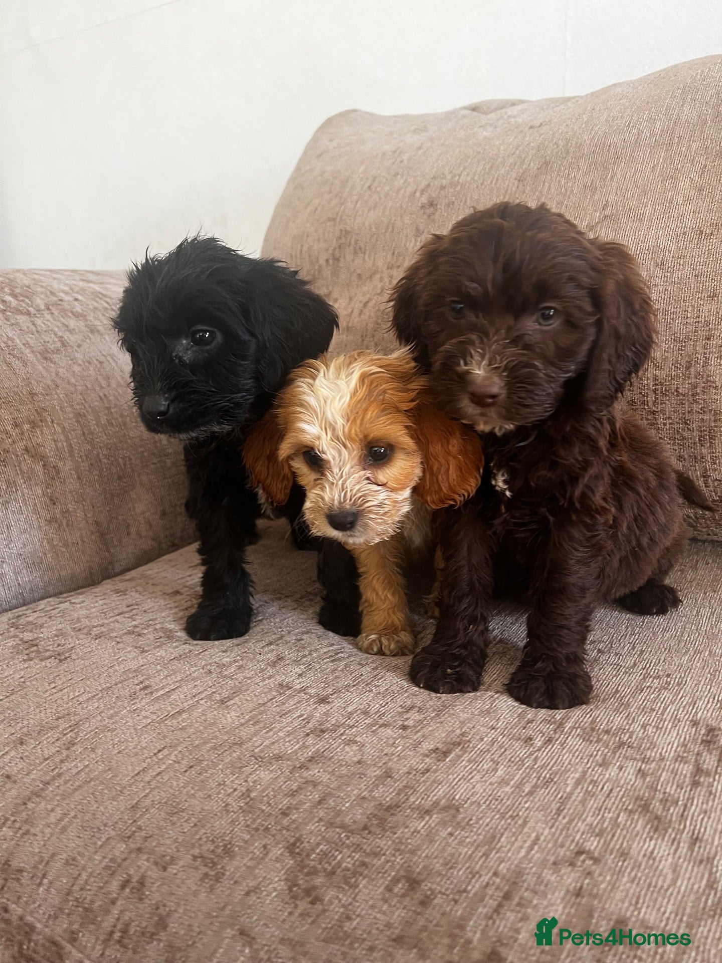 Cockapoo dogs Looking for forever homes  - Advert 1
