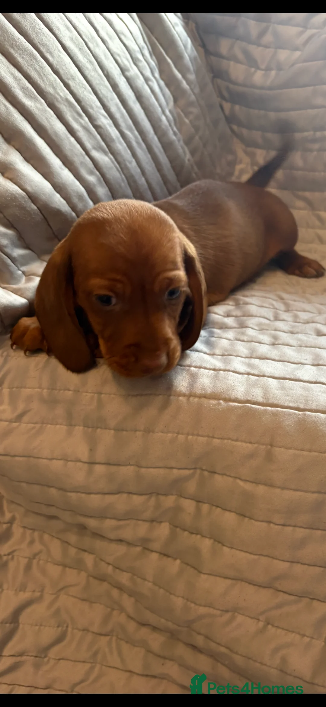 Dachshund dogs for sale: Standard Dachshund puppies for sale  - Advert 9
