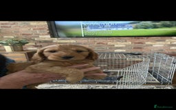 Cockapoo dogs for sale: Cockapoo puppies  - Image 8