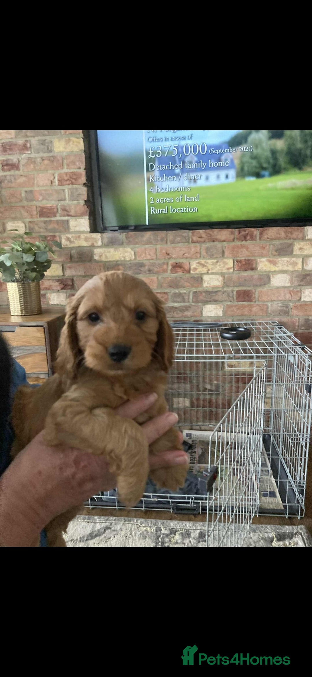 Cockapoo dogs for sale: Cockapoo puppies  - Image 8
