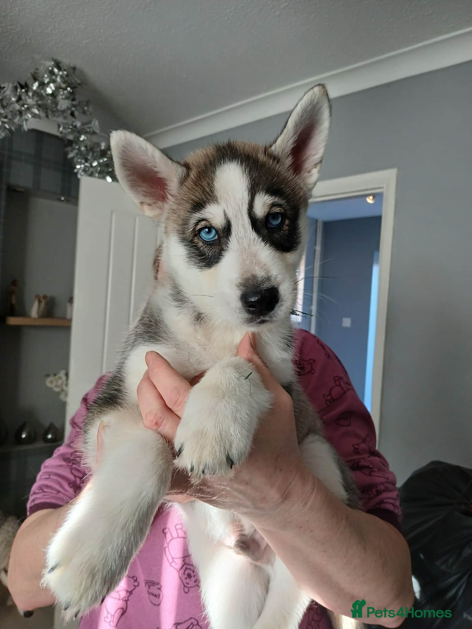 Siberian Husky dogs loving siberian husky puppy - Advert 5