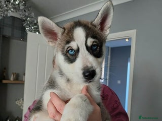 Siberian Husky dogs loving siberian husky puppy - Advert 13