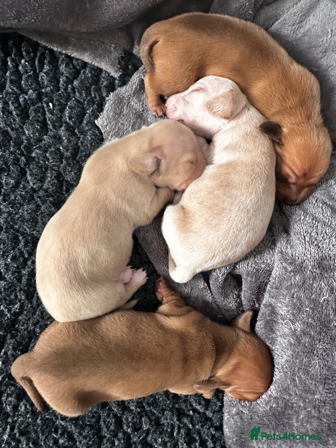 Miniature Dachshund dogs for sale: KC miniature dachshunds  - Advert 3