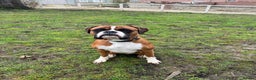 Boxer dogs for sale: Beautiful Boxer Dog - Advert 5
