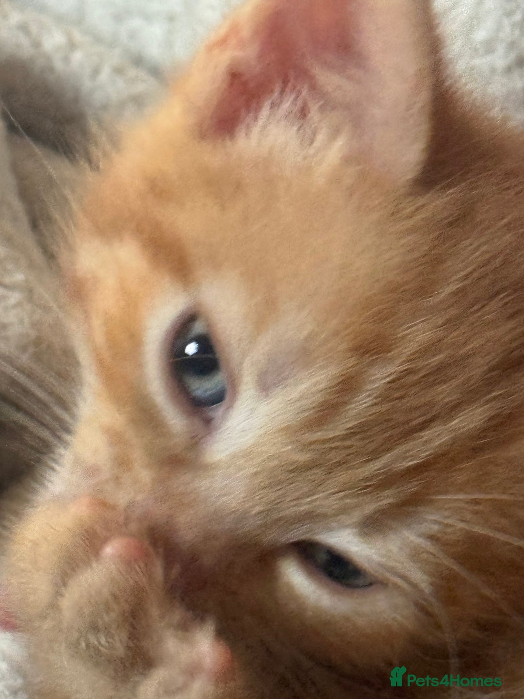 Maine Coon cats for sale: Ginger kittens - Advert 5