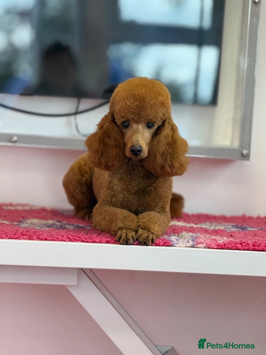 Miniature Poodle dogs for stud: KC REG MINATURE POODLE STUD!! - Advert 3