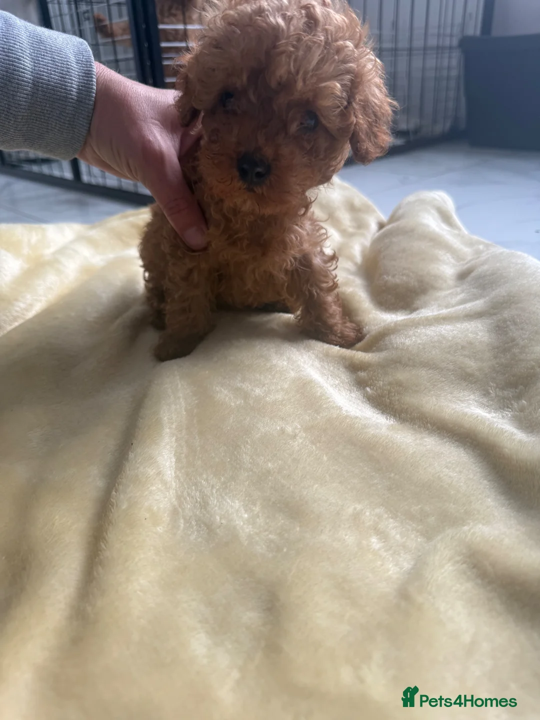 Toy Poodle dogs for sale: Red toy poodles  - Advert 2