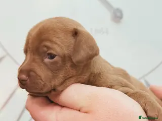 Chiweenie dogs 3 beautiful baby Chiweenie girls ready early March - Advert 16