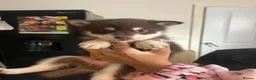 Pomsky dogs for sale: American Line Health Tested F4 Pomskys - Advert 32