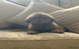 Toy Poodle dogs for sale:  Reduced ! chocolate teddy bear faced poodle pups  - Image 12