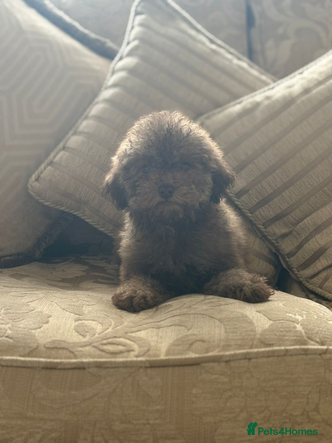Toy Poodle dogs for sale:  Reduced ! chocolate teddy bear faced poodle pups  - Image 12