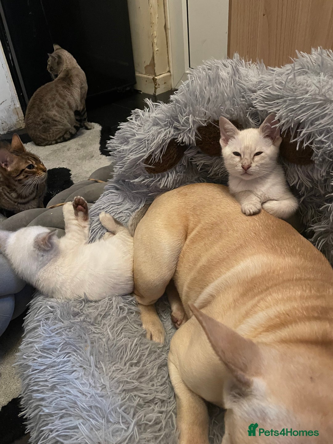 Bengal cats for sale: ABSOLUTELY BEAUTIFUL KITTENS 🐈‍⬛ XX - Advert 30