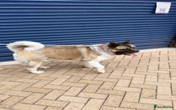 Akita dogs for sale: Nazzar - Image 1